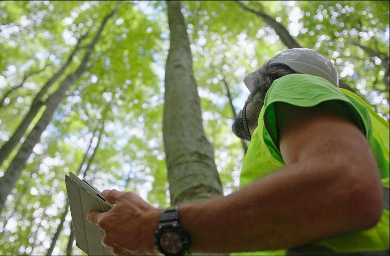 Trees Assessment — Springville, AL — Harris Tree Service