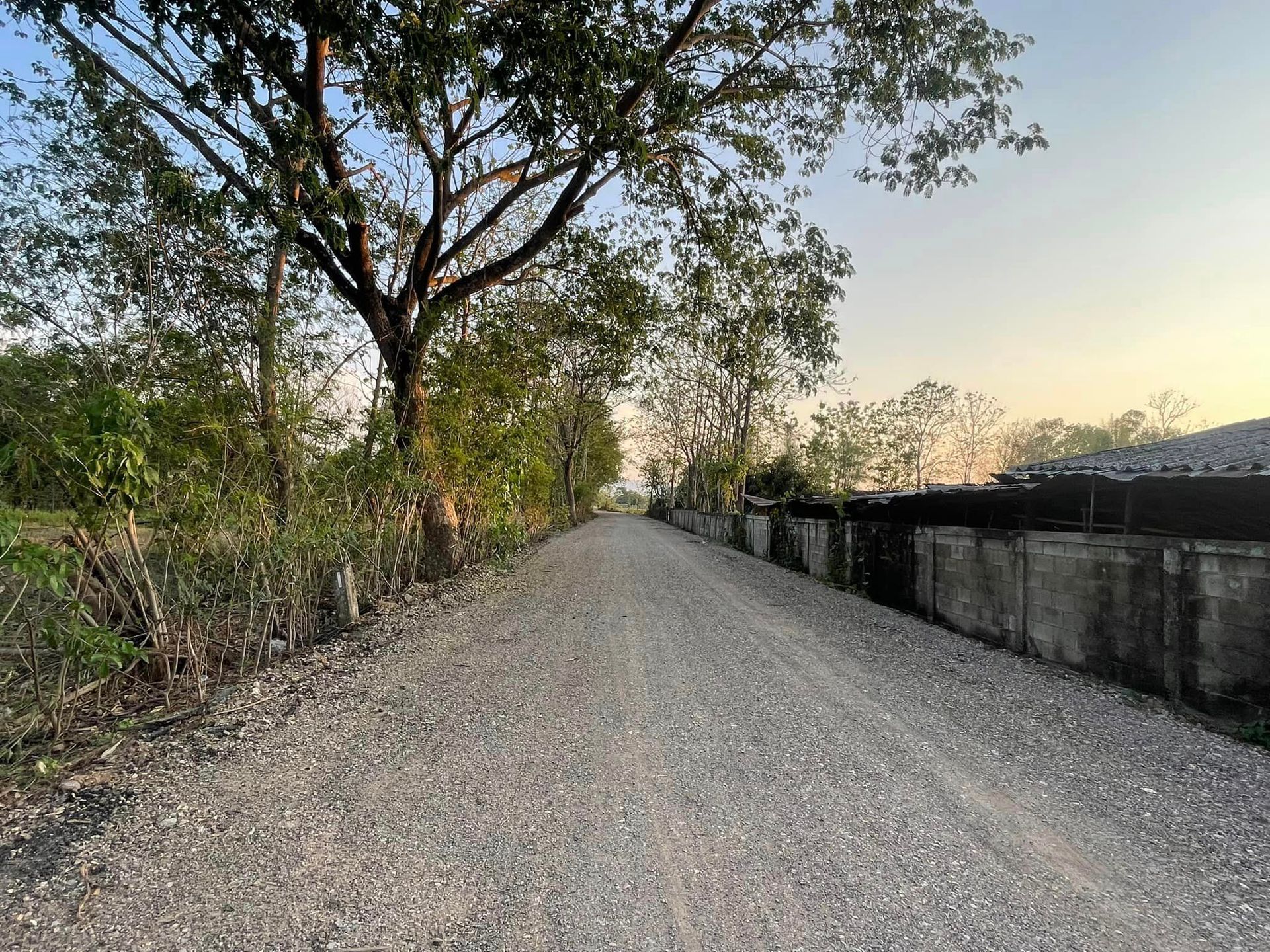 Gravel road lined with trees and a concrete wall at sunset