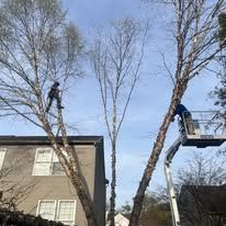 Tree trimmers in action, with one in a lift. House in the background. Sunny day.
