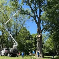 A tree being trimmed by a lift truck on a sunny day. Workers are on the ground.