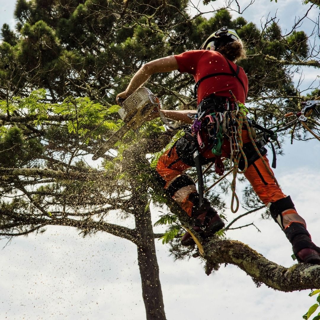 Arborist uses chainsaw to cut tree branch. Wearing safety gear, orange pants, red shirt, in a tree.