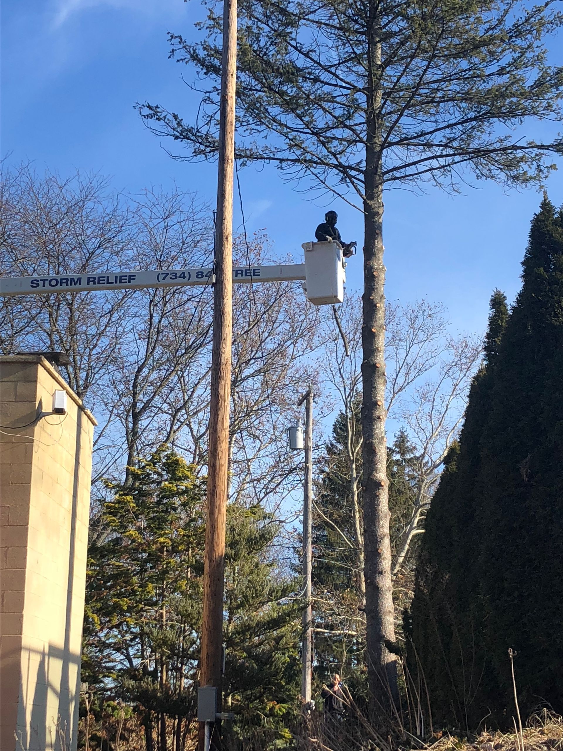 A worker in a bucket truck trimming a tall tree next to a utility pole on a sunny day.