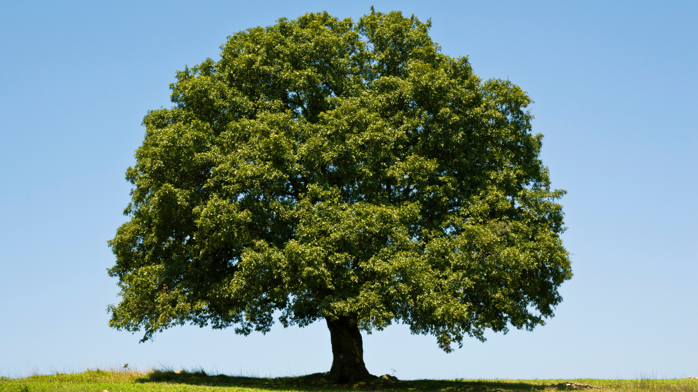 A large, leafy green tree against a bright blue sky.