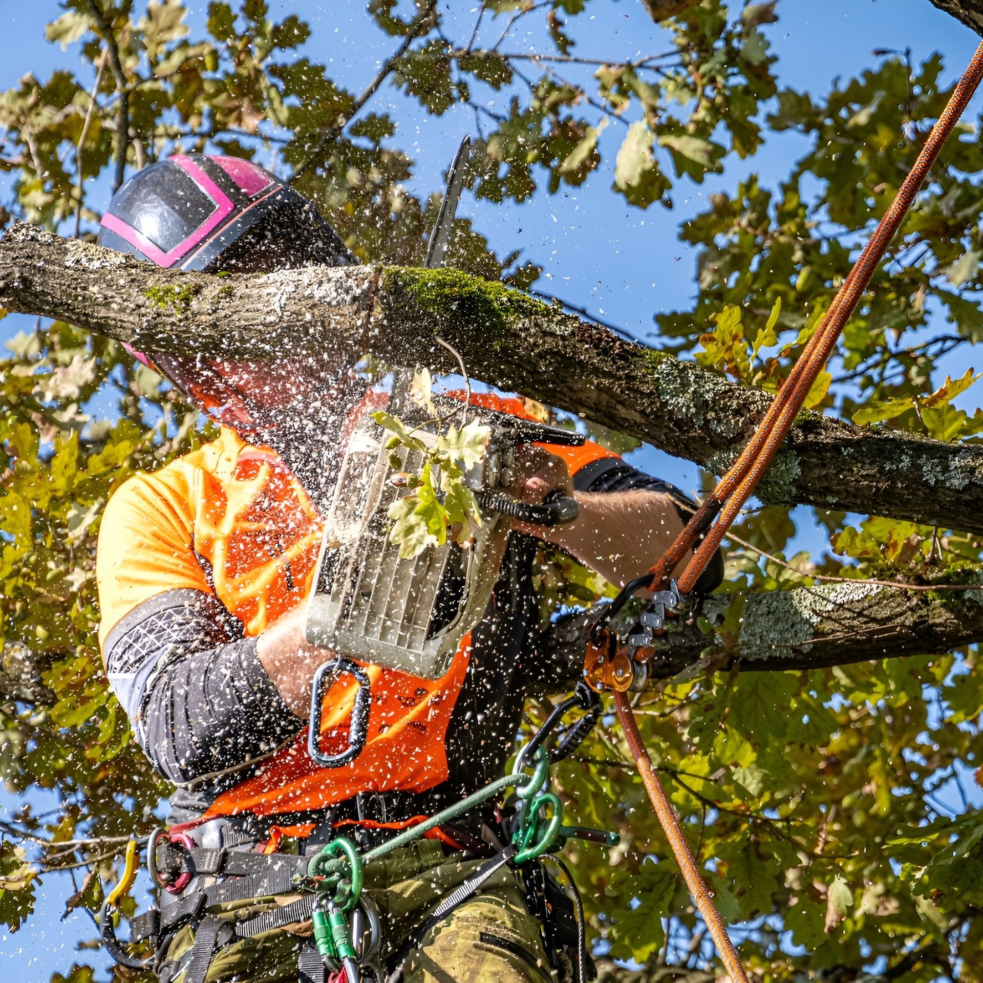 Arborist in orange gear spraying tree branches with water while standing in a harness among leaves