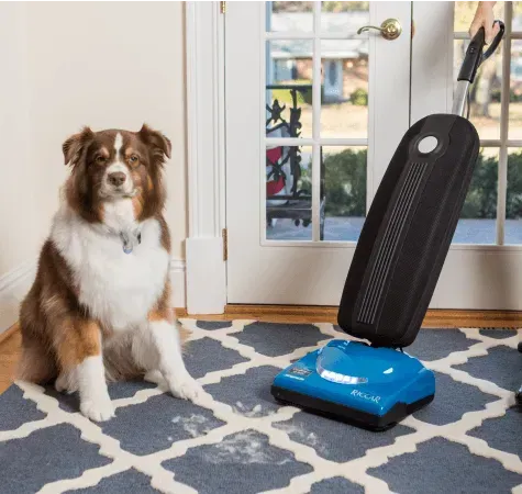 Brown-and-white dog sitting on a rug beside a blue robotic vacuum and black docking station.