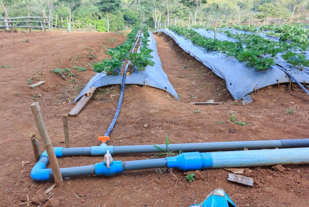 A Row of Strawberries Growing in A Field with Blue Pipes in The Dirt — Top To Bottom Plumbing in Garbutt, QLD