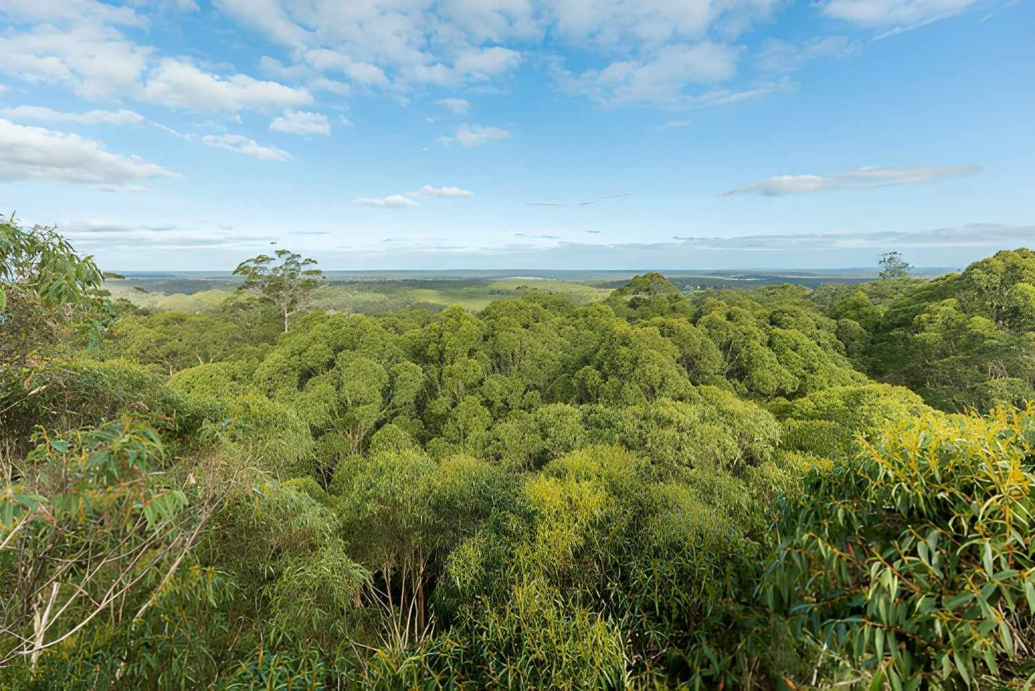 A Lush Green Treetops Under a Blue Sky — Barry Brown Rural Contracting Service in Gloucester, NSW