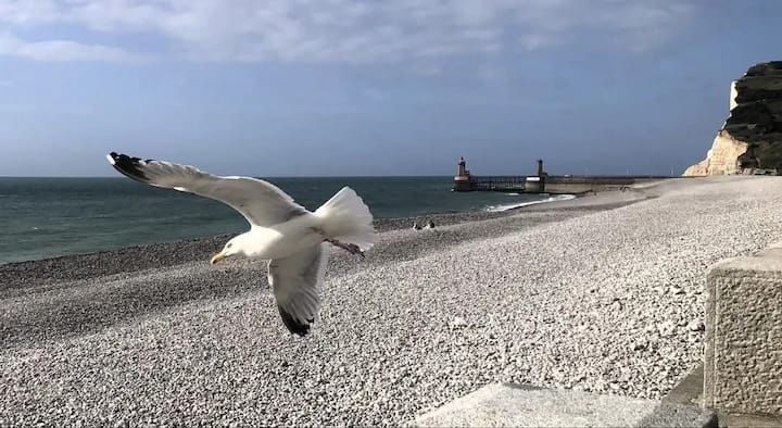 Une mouette vole au ras d'une plage de galets, la mer est calme et des bateaux se profilent à l'horizon.