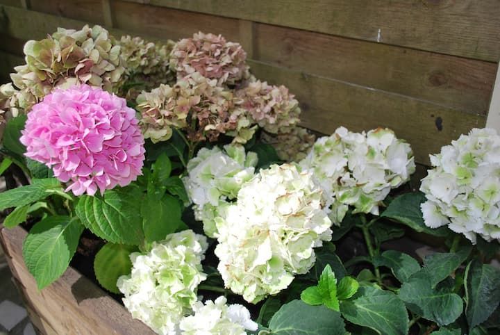 Des hortensias roses, blancs et verts s'épanouissent dans un pot en bois.