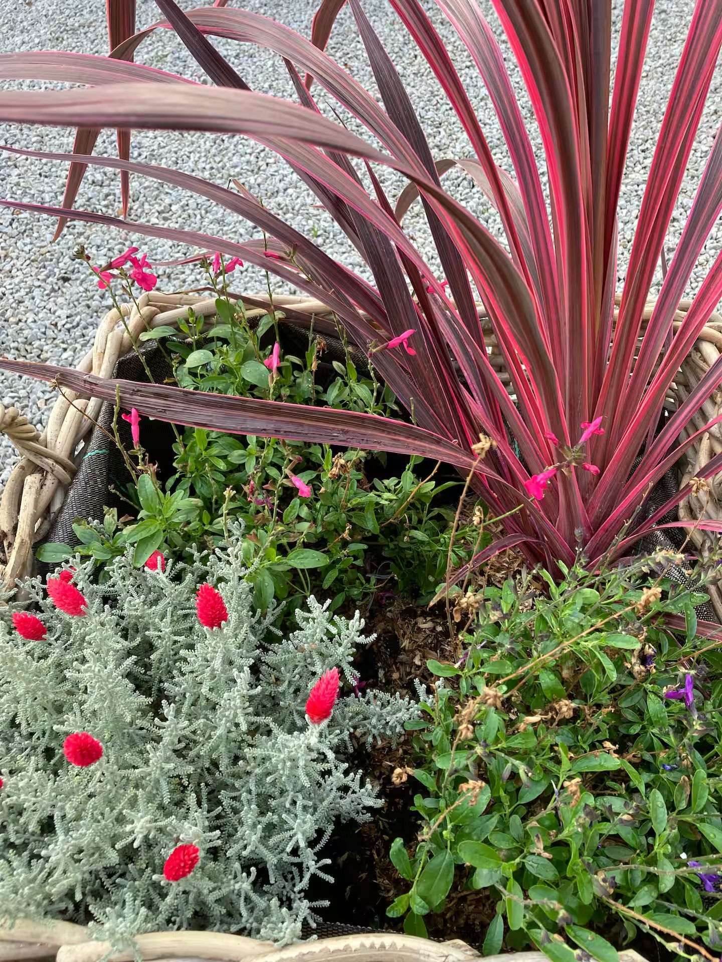 Une jardinière remplie de nombreux types de plantes et de fleurs différents.