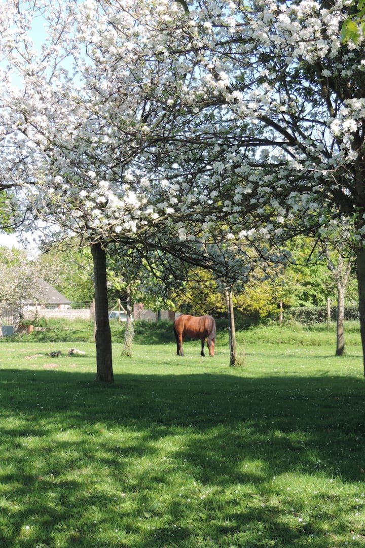 Un cheval broute dans un champ herbeux, sous des arbres aux fleurs blanches, par une journée ensoleillée.