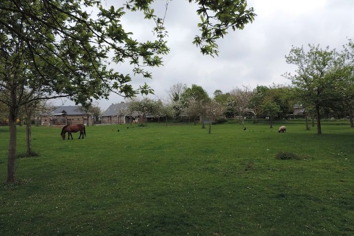 Un cheval broute dans un champ verdoyant, des arbres entourent l'espace, des bâtiments se dressent à l'arrière-plan sous un ciel nuageux.