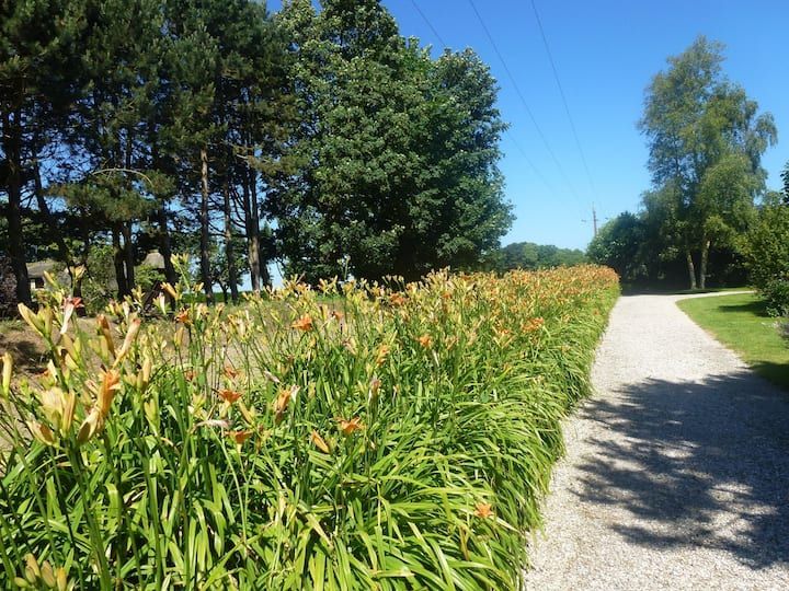 Un chemin de gravier bordé d'hémérocalles orange, d'arbres et d'un ciel d'un bleu éclatant.