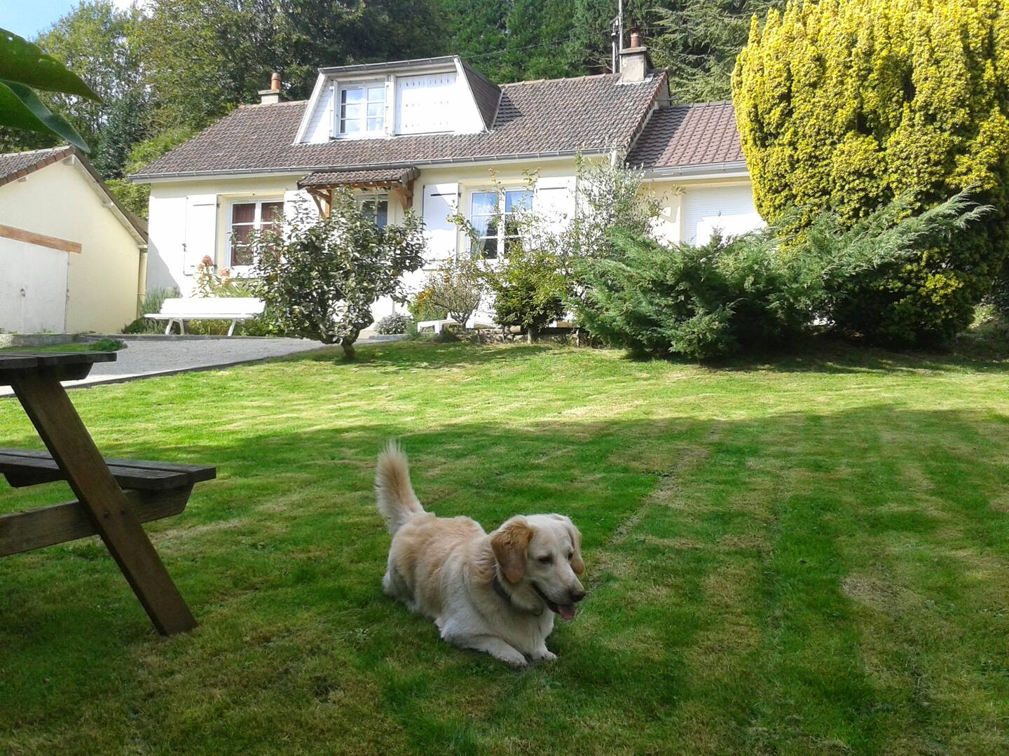 Un chien est allongé dans l'herbe devant une maison