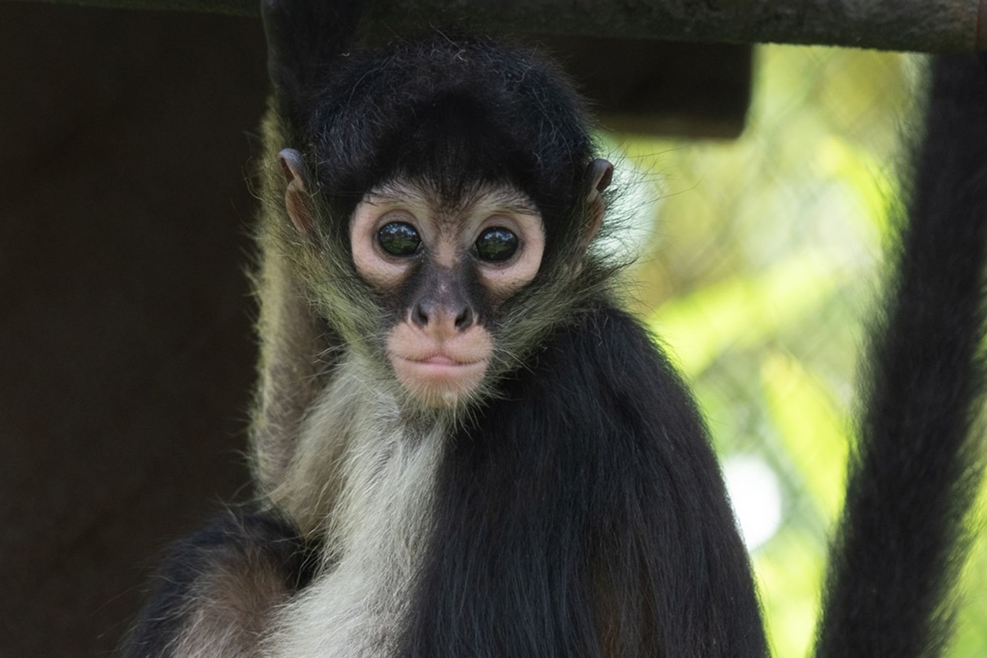 Animal Encounters | Bee City Zoo | Cottageville, SC