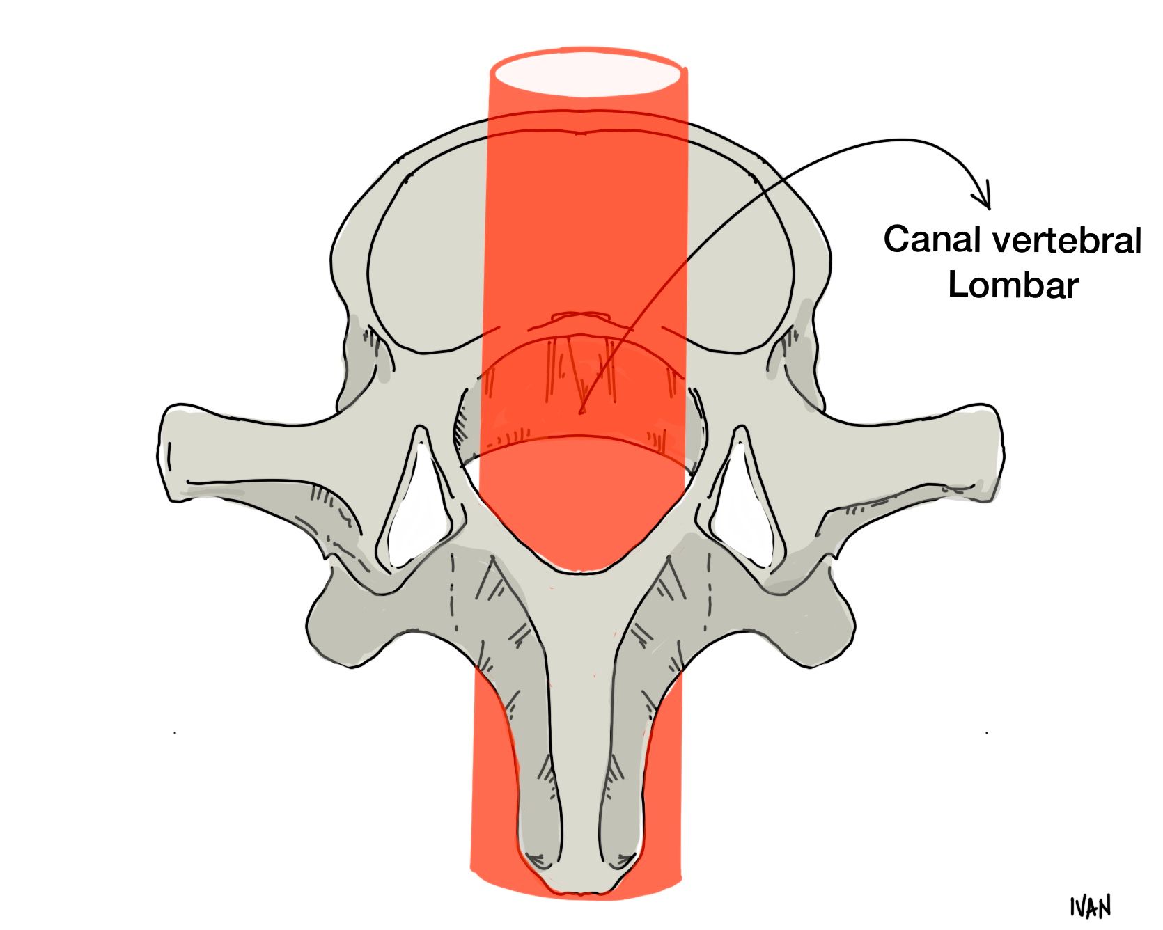 Canal vertebral Lombar