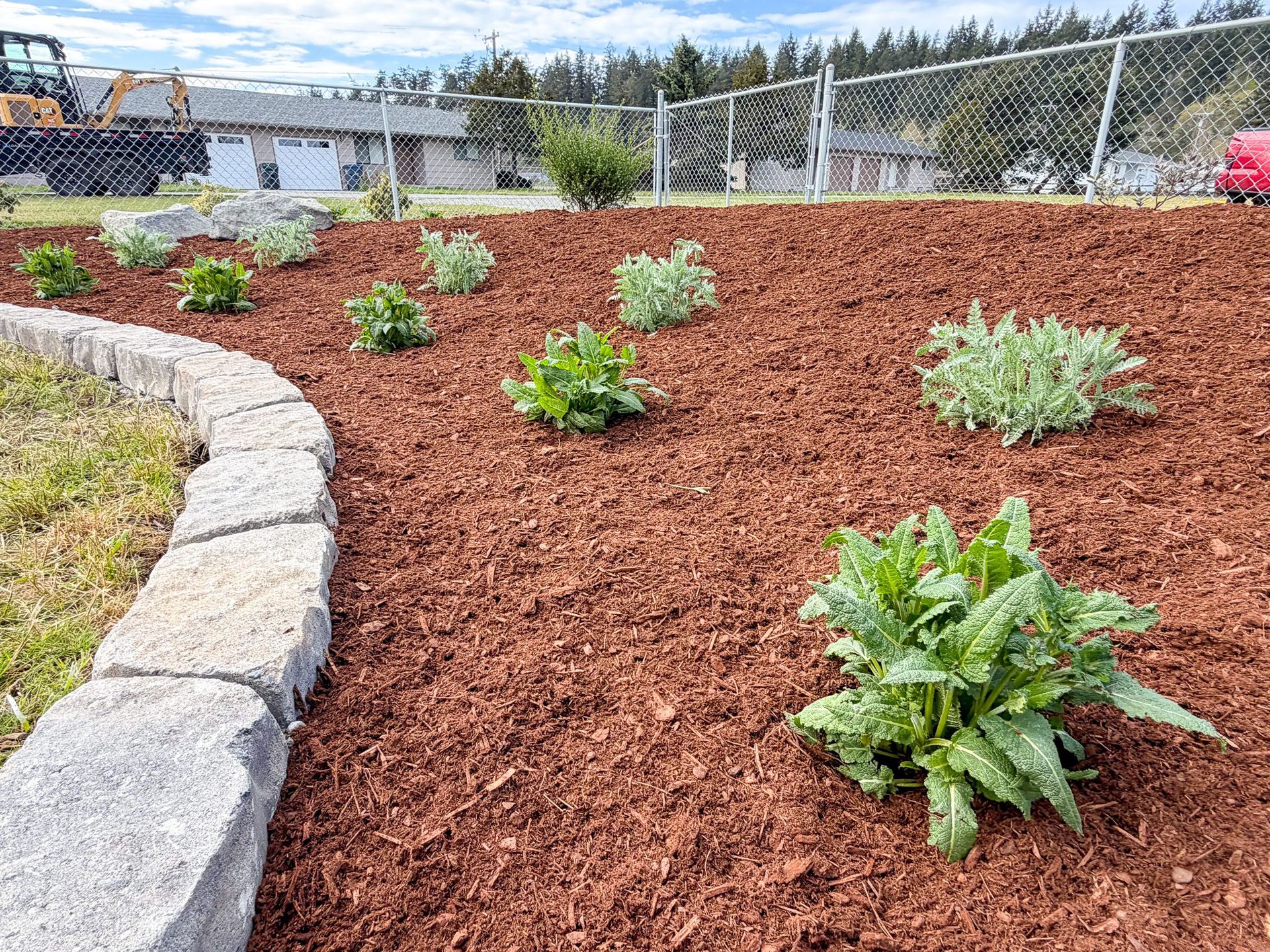 Mulched garden bed with small green shrubs beside a curved stone border and chain-link fence