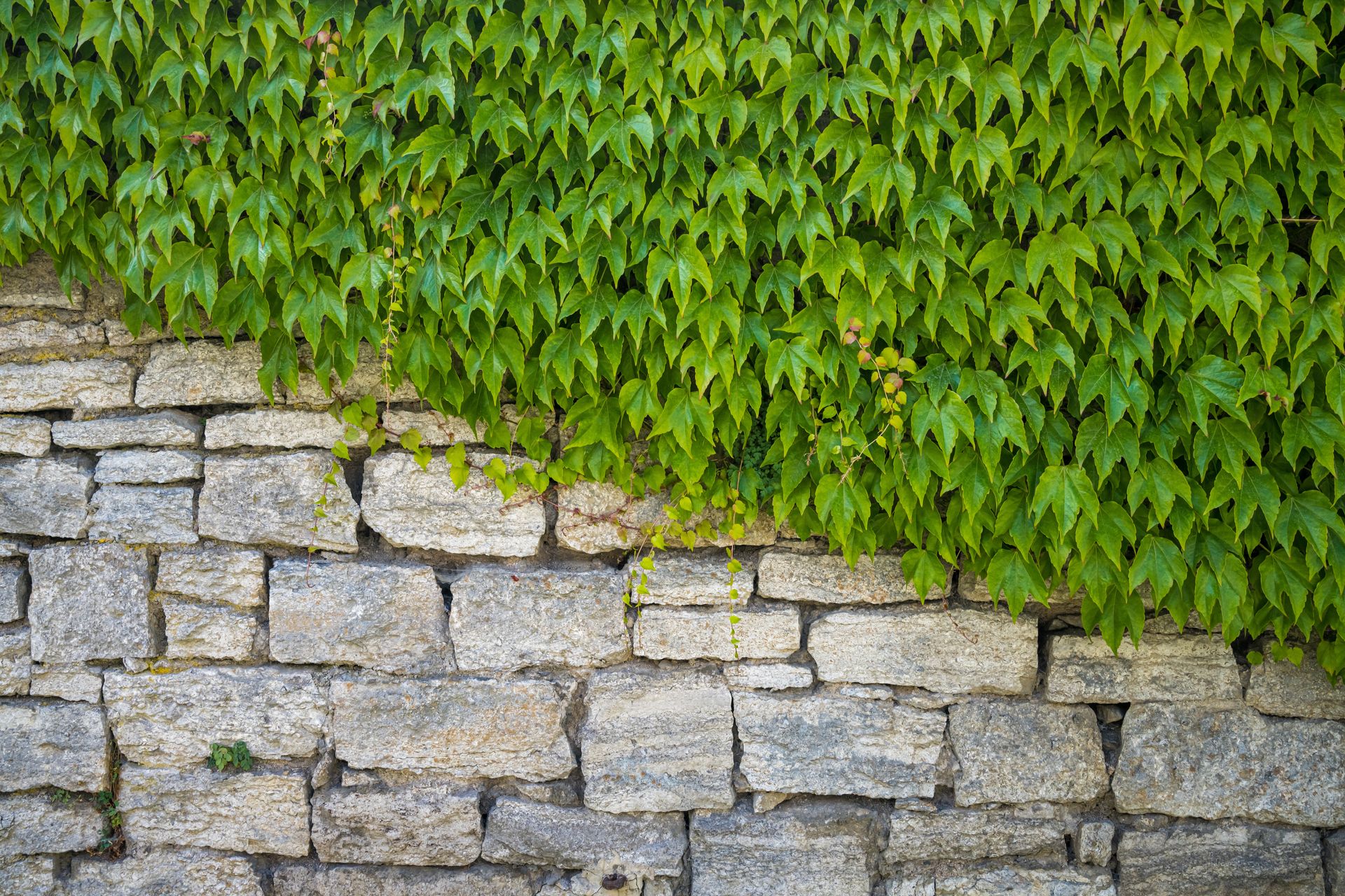 Stone wall partially covered with bright green ivy.