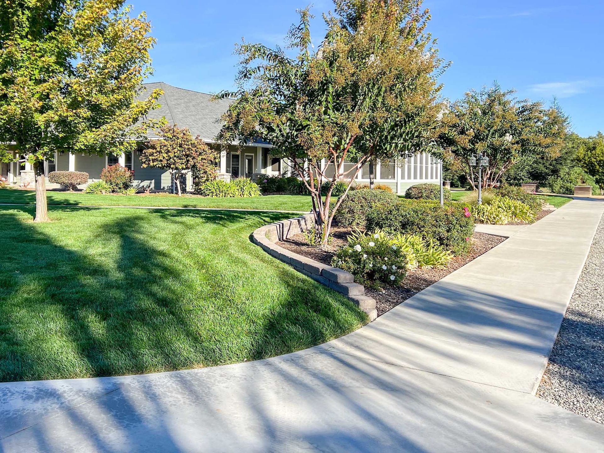 Lush green lawn with trees and shrubs bordering a sidewalk in front of a house on a sunny day.