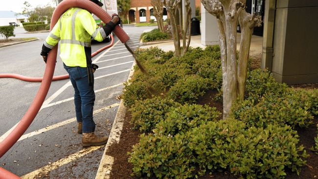 Pine Bark mulch application on skinny trees - Just Mulch Orlando