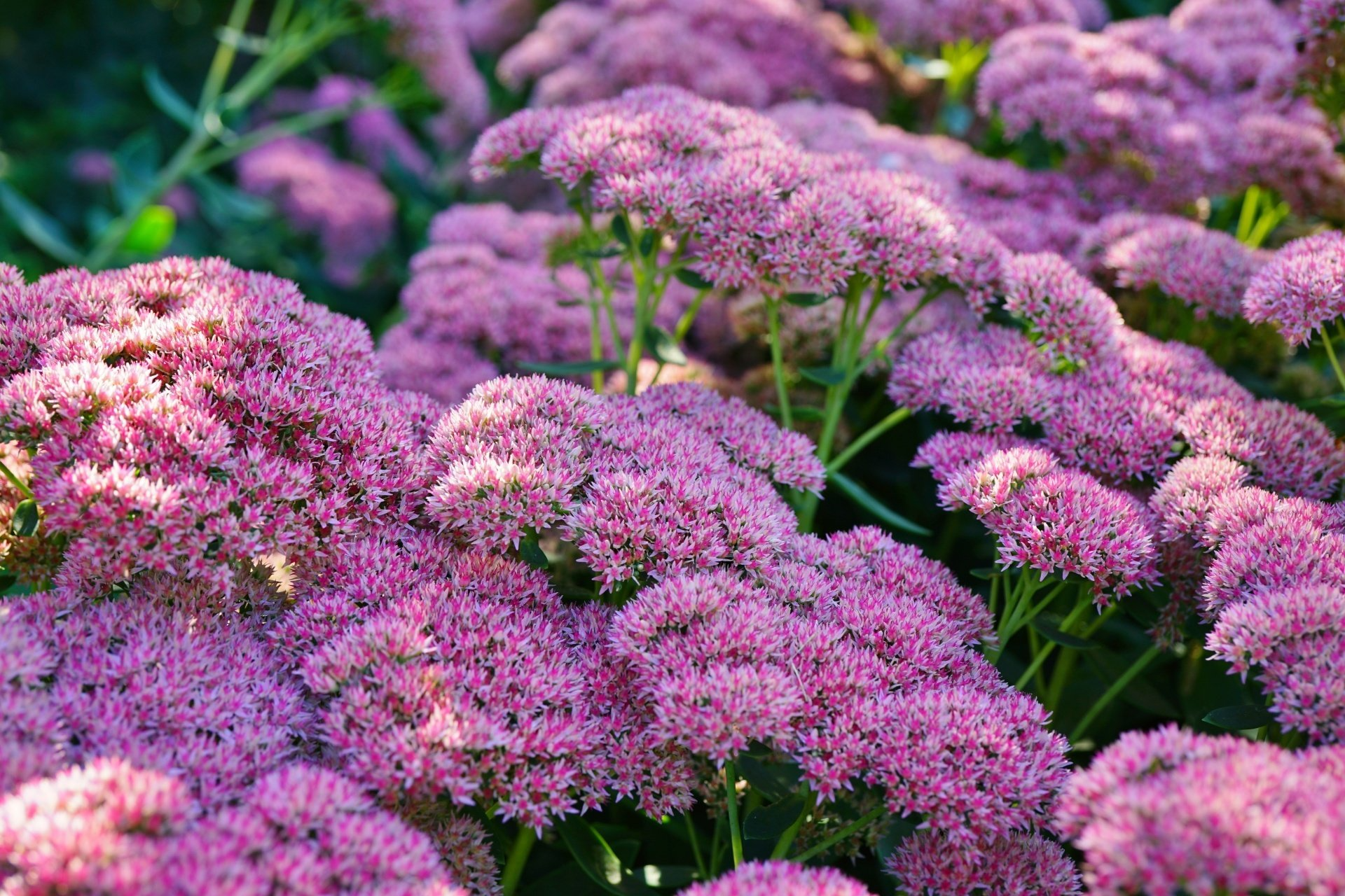 Clusters of pink flowers in bloom against green foliage