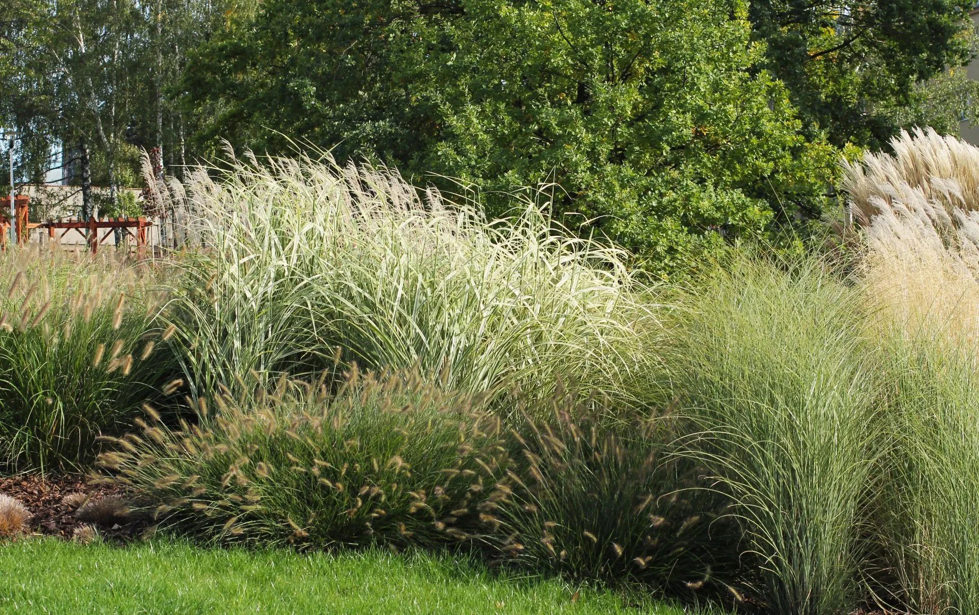 Close up of ornamental grasses