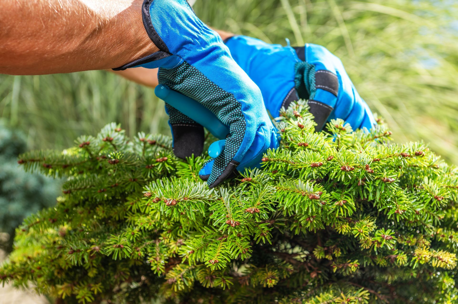 how to trim a pine tree