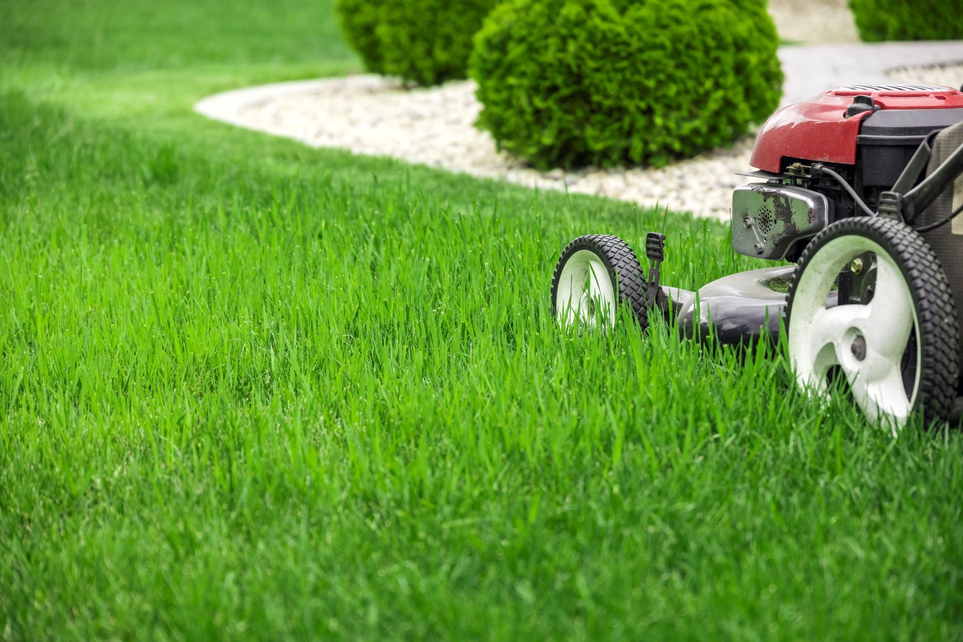 A red lawnmower moves across a vibrant green lawn next to a landscaped garden bed with small bushes.