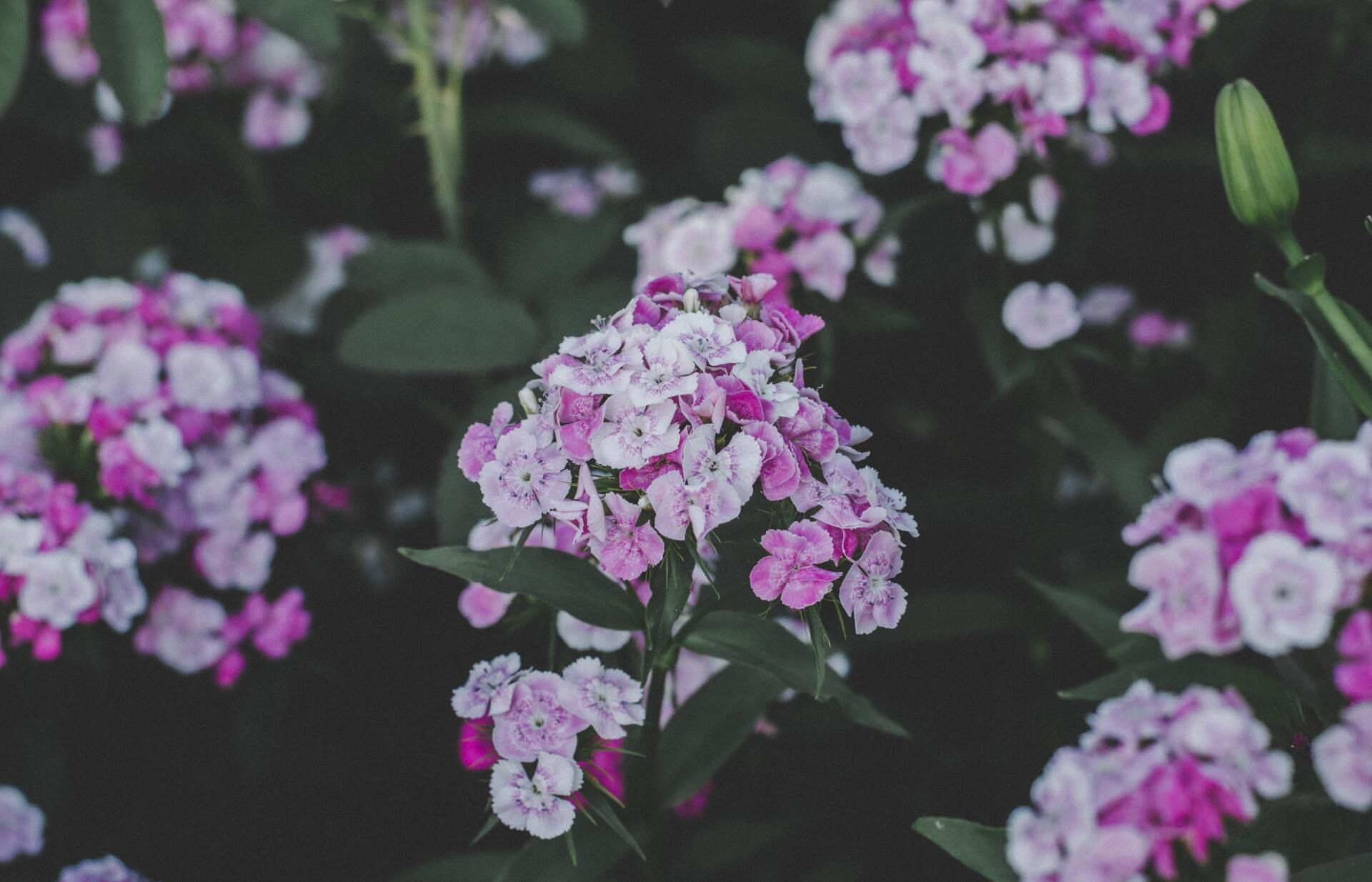 close up of creeping phlox flowers