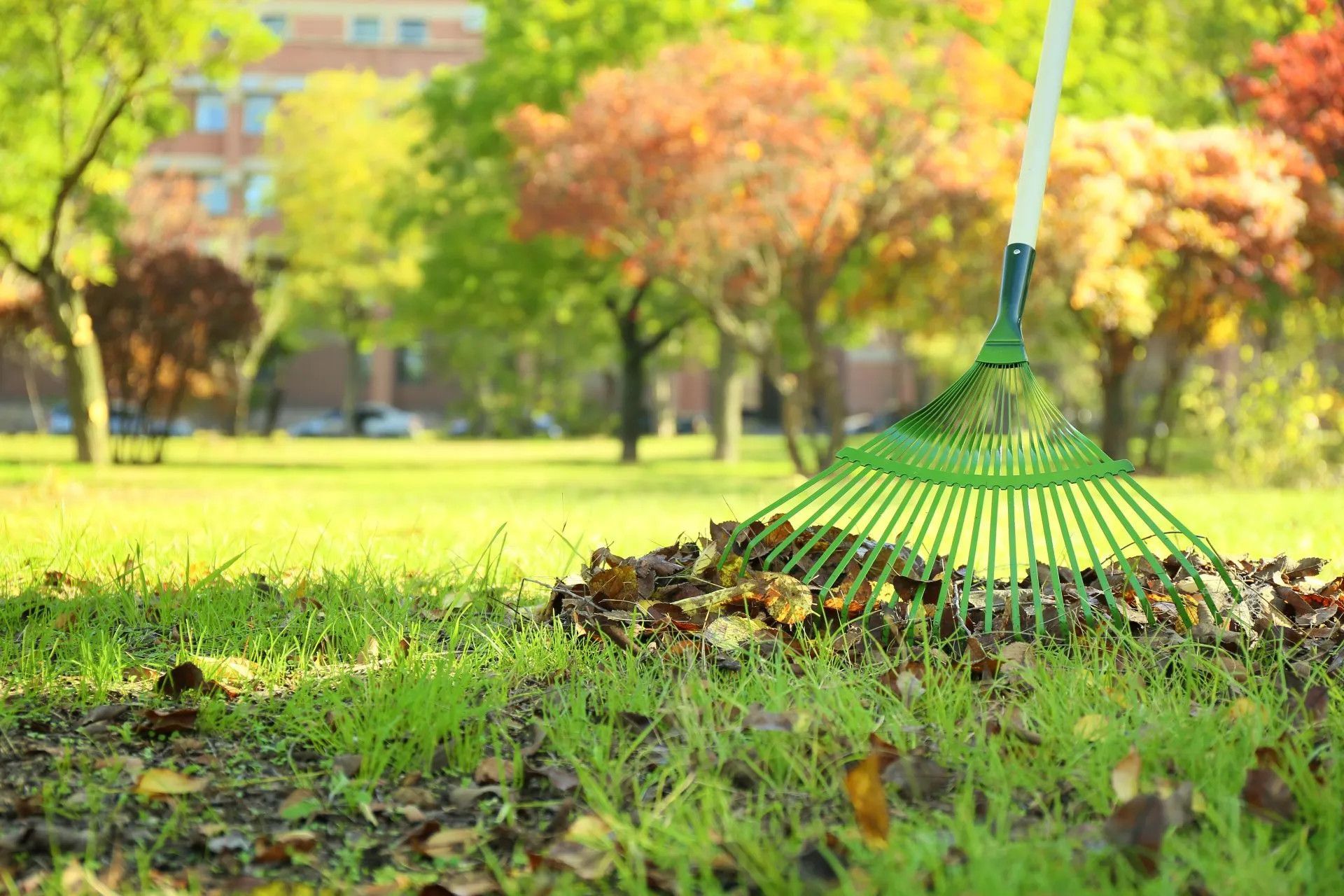 raking leaves in yard, fall trees in background