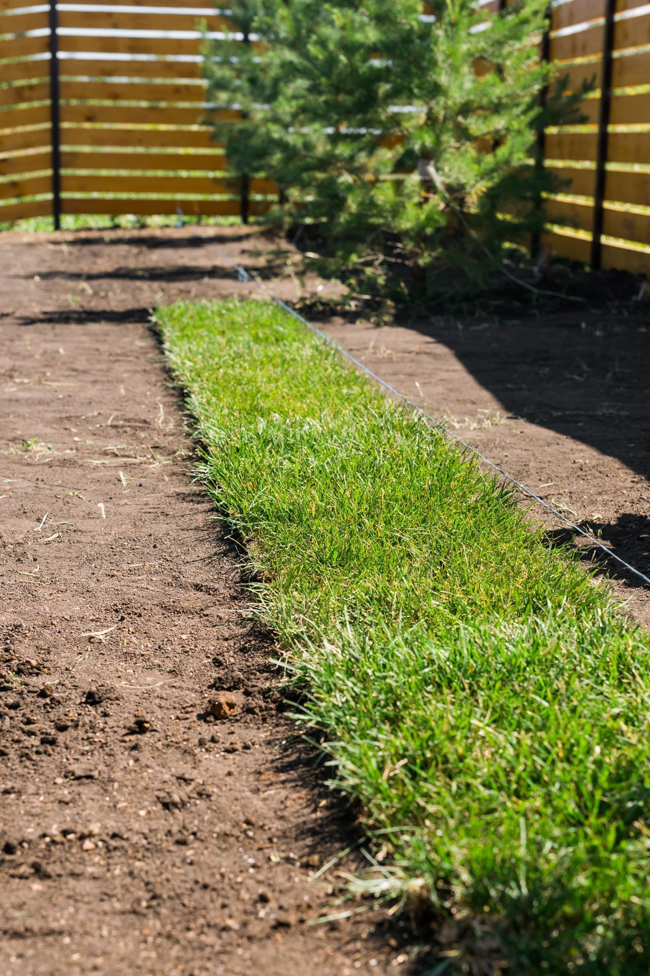 Rolls of lawn grass on a sunny day on top of dirt in backyard, with fence in background