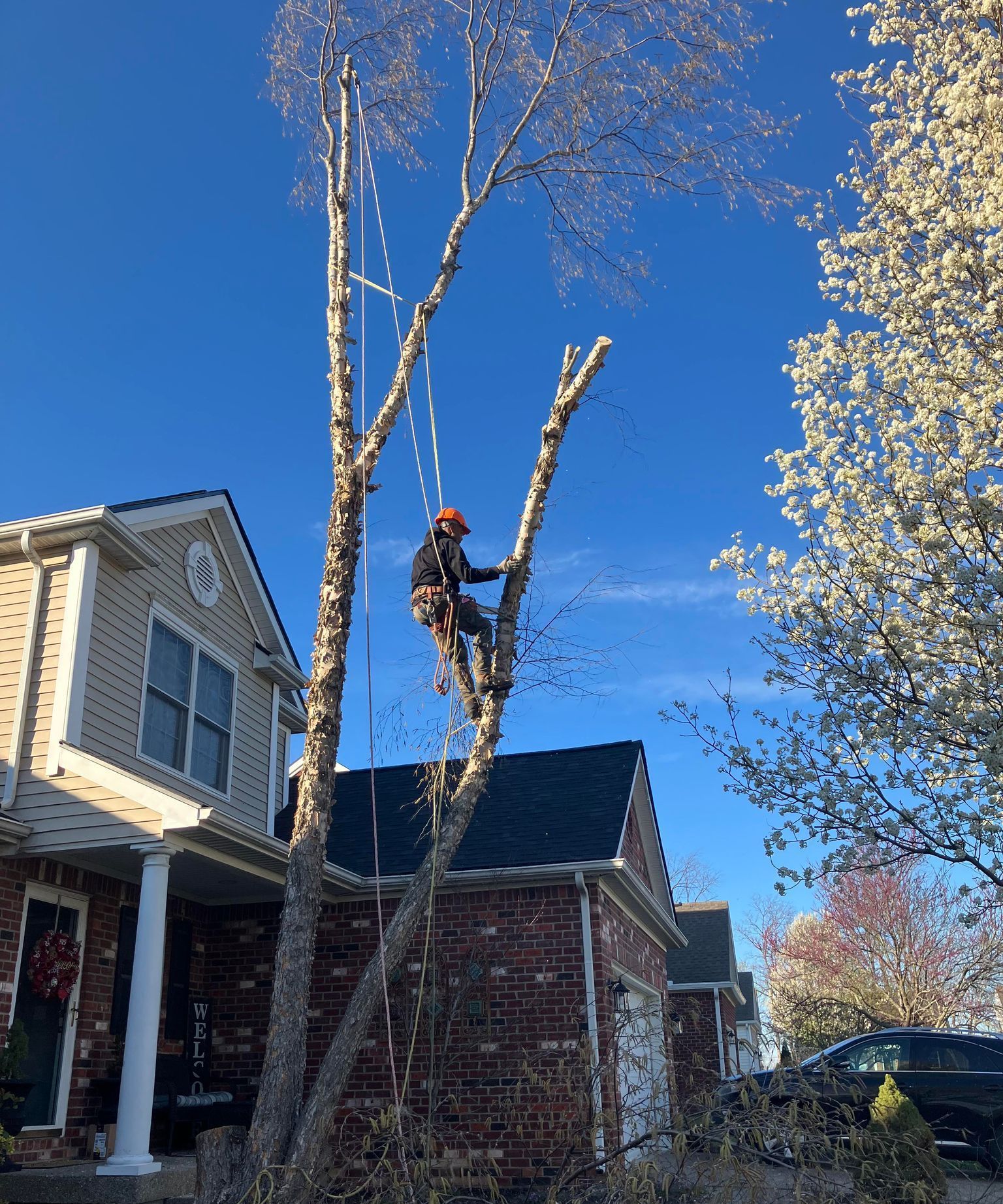 A man is climbing a tree in front of a house