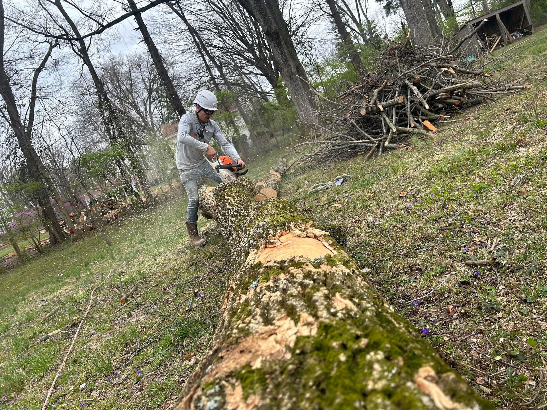 A man is cutting a tree with a chainsaw in the woods.