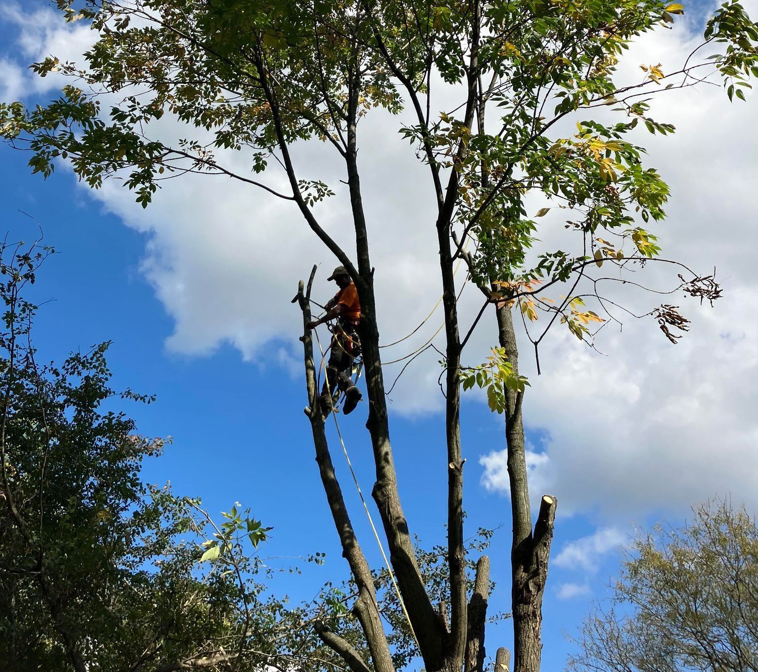 A man is climbing a tree with a blue sky in the background