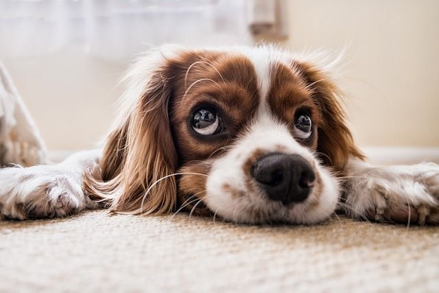 Billede af brun og hvid hund som kigger op med store øjne.