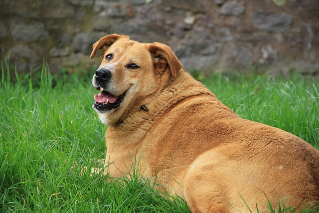 Billede af en overvægtig hund