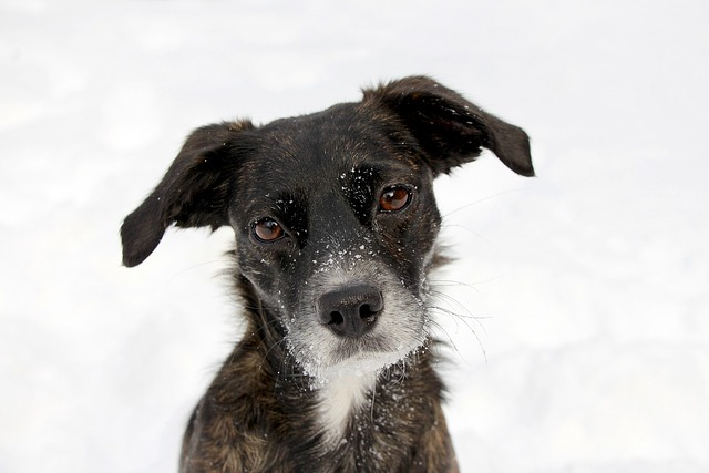 Billede af en pjusket hund i sneen