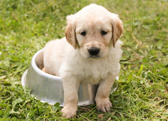 Billede af en golden retriever hvalp