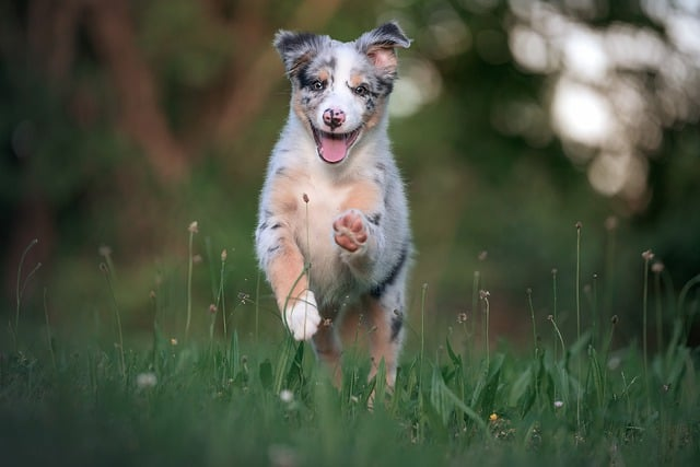 Billede af glad hund som hopper op