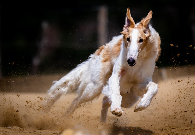 Billede af en meget hurtig hund