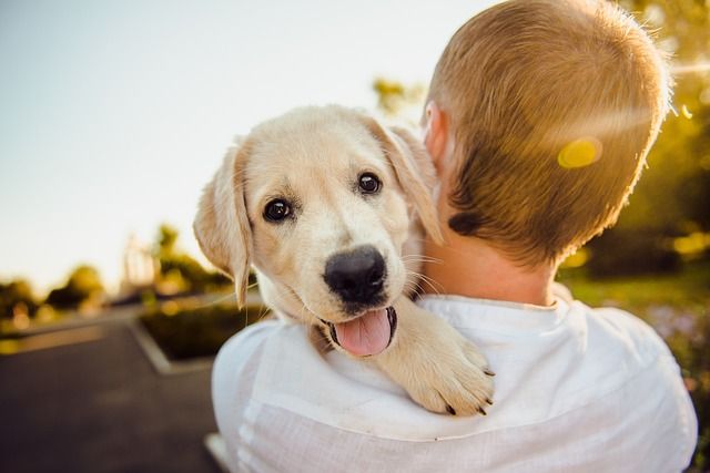 Billede af en hund der bliver båret af en mand.
