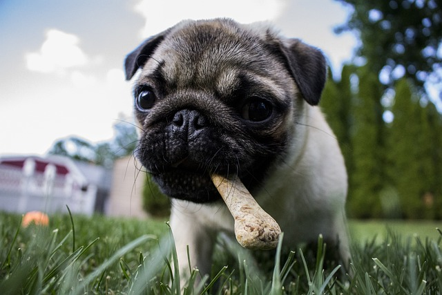 Mops med tyggeben i munden