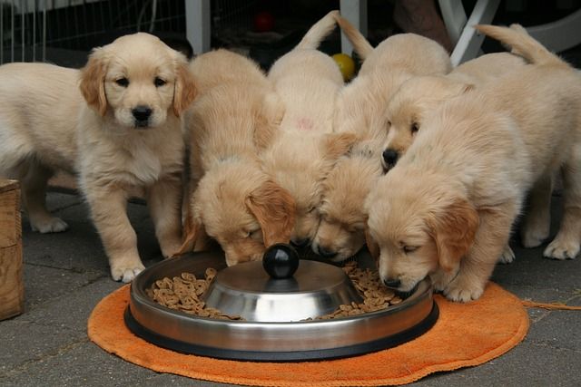 Billede af golden retriever hundehvalpe der spiser mad fra en stor skål.