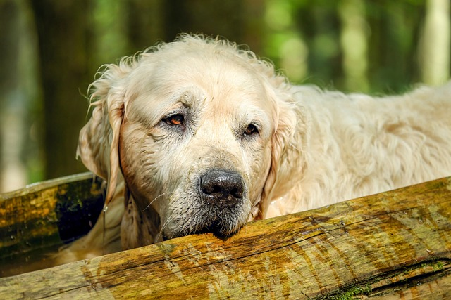 Billede af en ældre golden retriever