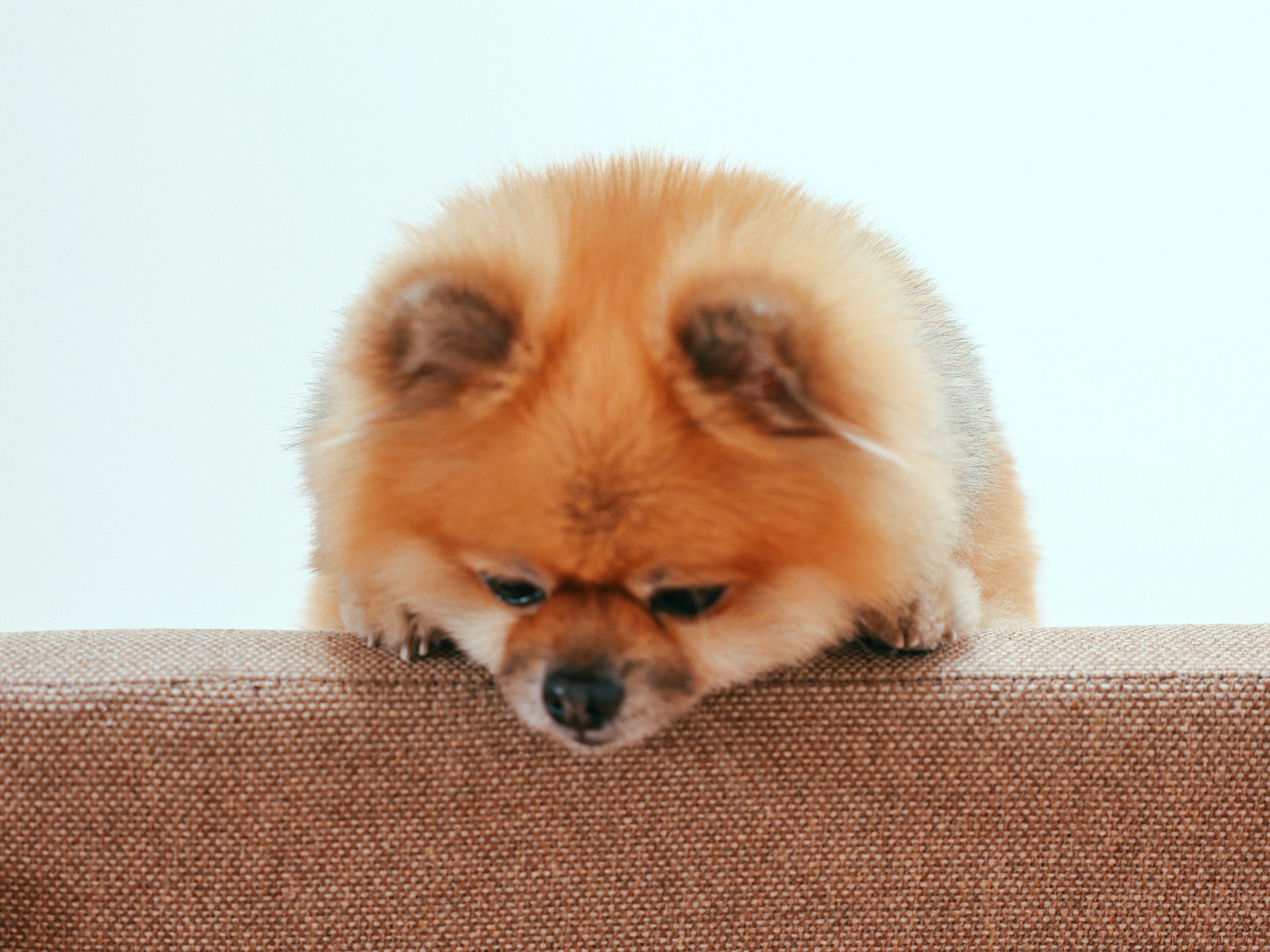Billede lille hund på sofa som kigger ned