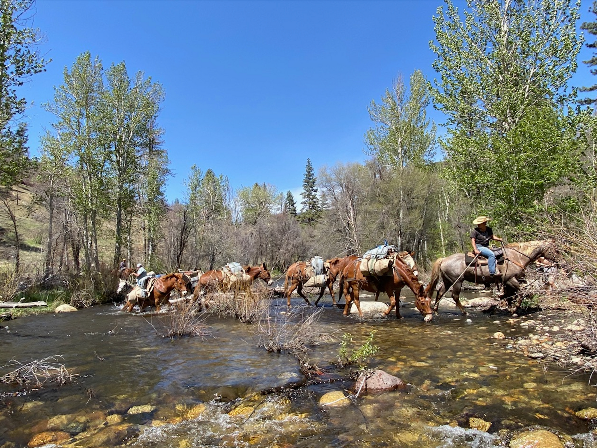 horses walking through the river