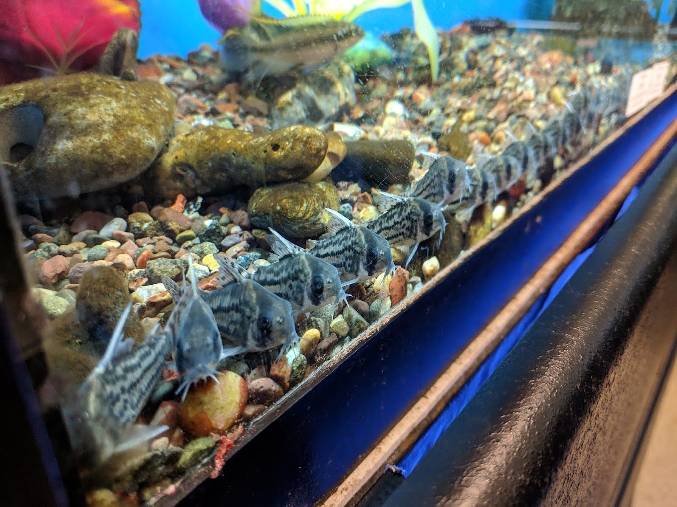A fish tank filled with lots of fish and rocks.