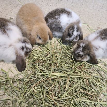 A group of baby rabbits are eating hay together.