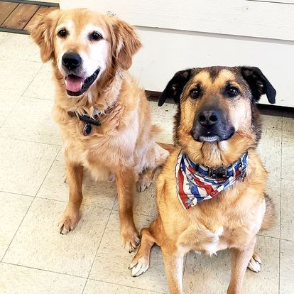 Two dogs are sitting next to each other on a tiled floor.