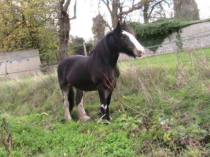 Dollly standing proud in long grass. 